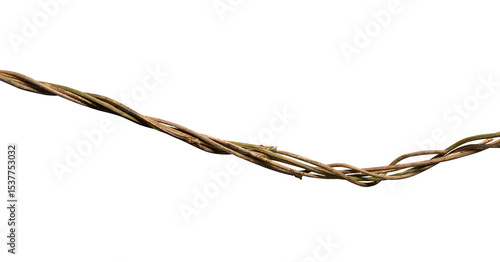 wild dry liana isolated