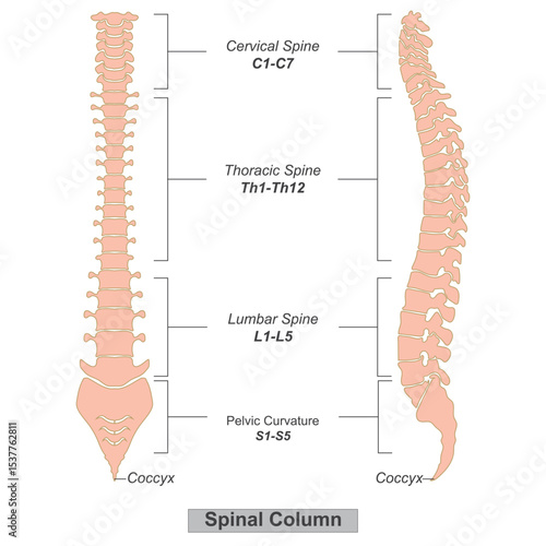 Spinal column also known as the spine or backbone.
