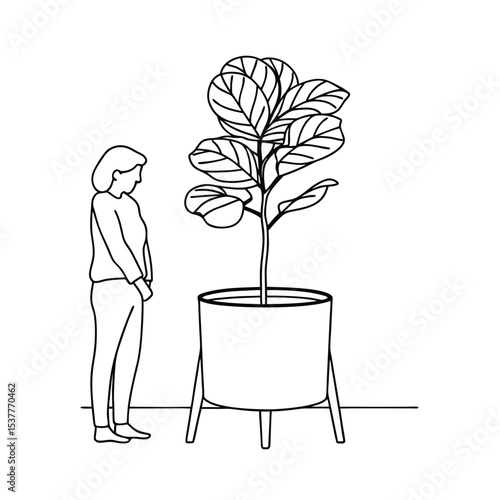 Minimalist black and white illustration of a person observing a fiddle leaf fig plant