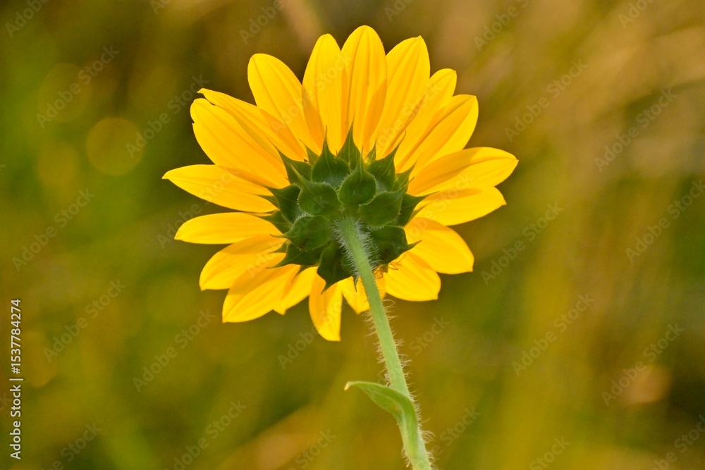 Obraz premium ‘’Texas Maximilian Sunflowers Through the Stages of Bloom’’