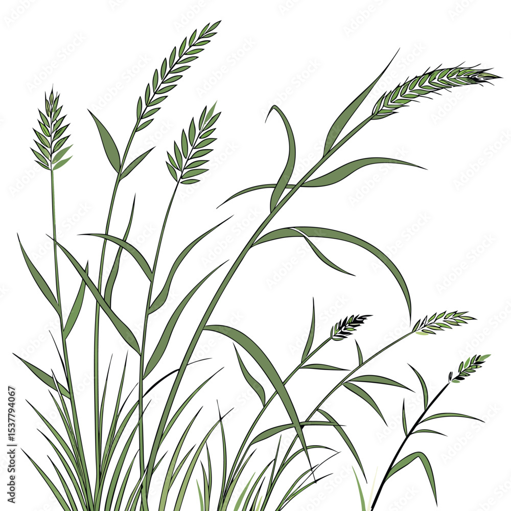 Obraz premium long grass isolated vector solid white background .eps