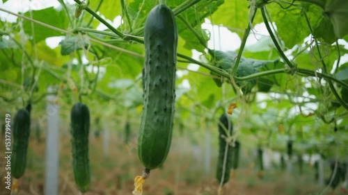 Fresh cucumber growing on vine