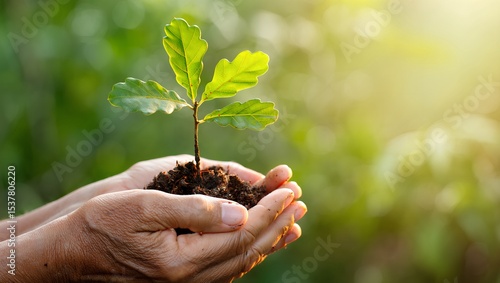 Hands Protecting Young Oak Sapling