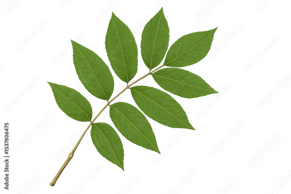 Fototapeta premium Pinnately compound leaves growing on a branch, isolated on a transparent background, perfect for graphic design projects