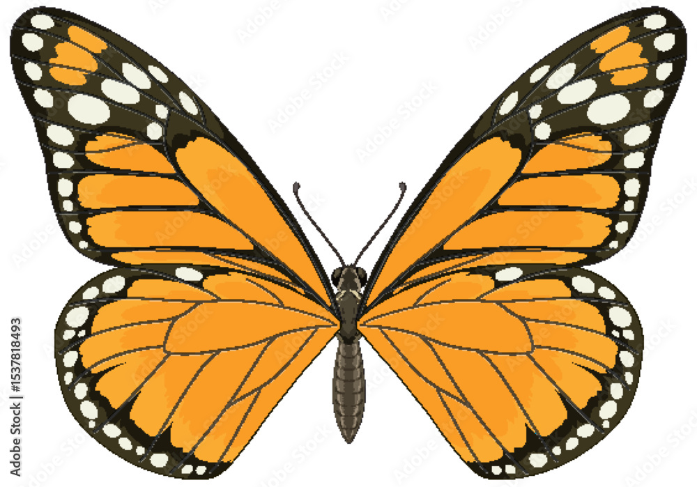 Fototapeta premium Detailed Monarch Butterfly Vector Illustration