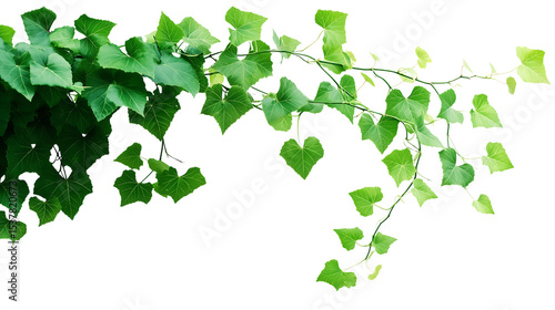 Bush grape or three-leaved wild vine cayratia (Cayratia trifolia) liana ivy plant bush, nature frame jungle border isolated on white background, clipping path included