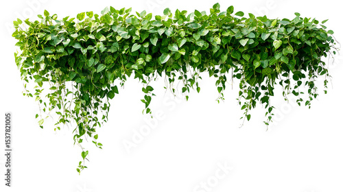 Green succulent leaves hanging vines ivy bush climbing epiphytic plant (Dischidia sp.) after rain in tropical rainforest garden isolated on white background, nature backdrop with clipping path.