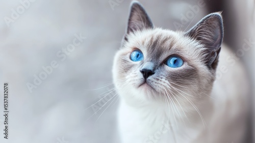 A cat with striking blue eyes looks up against a soft, blurred background