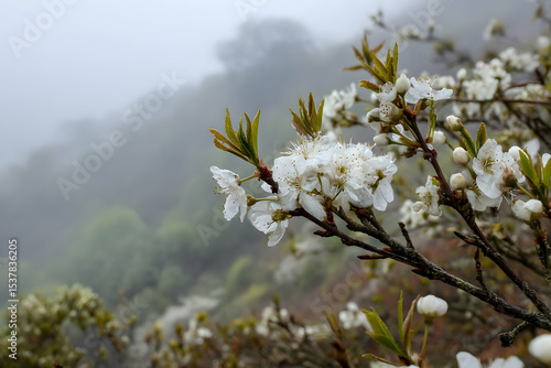 Wallpaper Mural Delicate white blossoms on a misty hillside. Torontodigital.ca