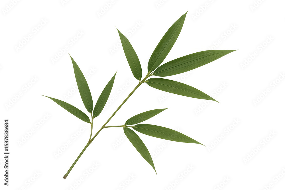 Obraz premium Vibrant green bamboo branch with multiple leaves isolated on a transparent background, perfect for nature-themed projects