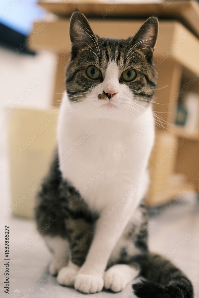 cat cat