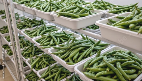Fresh green beans neatly arranged on shelves in a storage area.