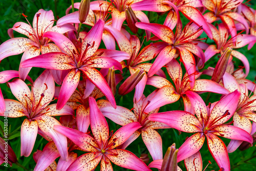 Flower bed with lilies 