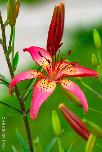Blooming lily 