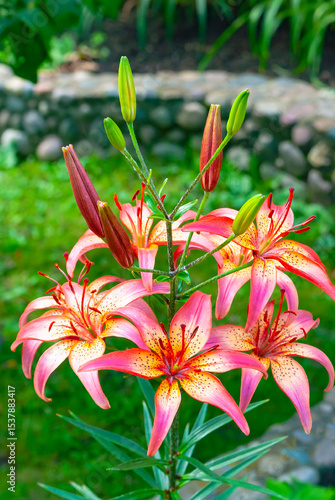 Blooming lily 