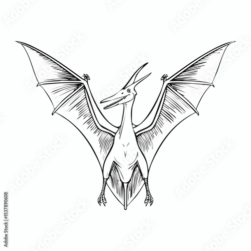 Pteranodon line drawing featuring smooth sketch-style strokes in a refined black and white vector design.