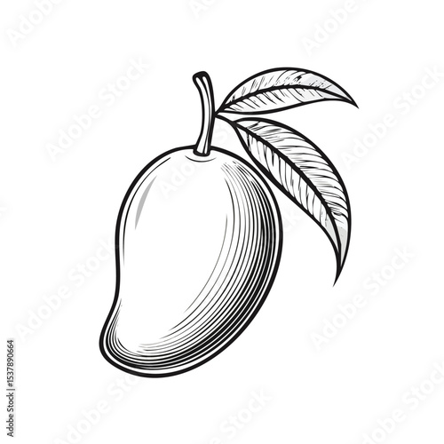 Mango line drawing featuring smooth sketch-style strokes in a refined black and white vector design.