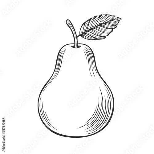 Pear line drawing featuring smooth sketch-style strokes in a refined black and white vector design.