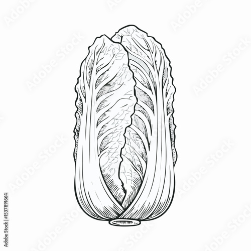 Napa Cabbage line drawing featuring smooth sketch-style strokes in a refined black and white vector design.