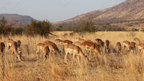 A herd of impala antelopes (Aepyceros melampus) feeding in natural habitat, Pilanesberg National Park, South Africa