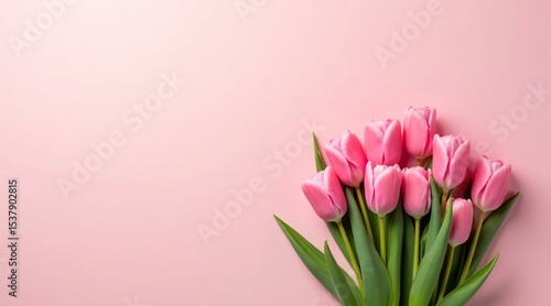 Bouquet of Pink Tulips on a Pink Background