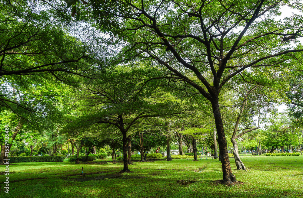 Fresh green lawns in the park. Blur nature bokeh green park trees in morning. Fresh green lawns in the park. Blur nature bokeh green park trees in morning.