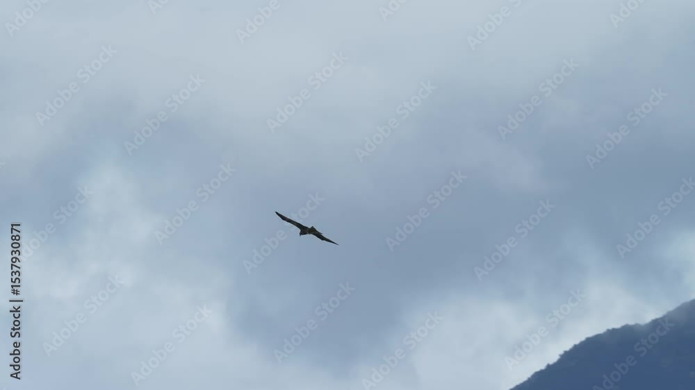 Black-eared Kite flying on the blue sky
Black-eared Kite flying on the blue sky