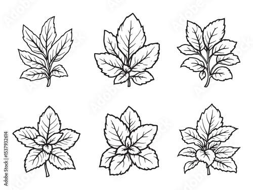 mint leaves line art illustration