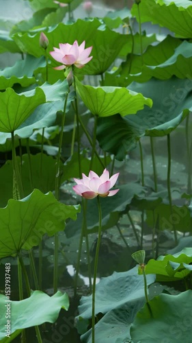 lotus flower blooming in summer pond with green leaves as background