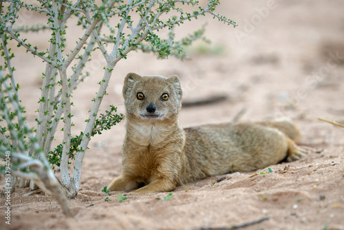 A yellow mongoose rests and lies down in the sand of the Kgalagadi Transfrontier Park in the Kalahari region of the Northern Cape Province of South Africa.