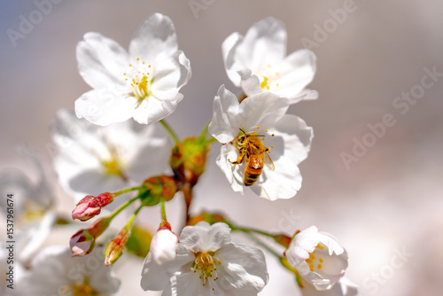 Spring background. White cherry blossoms against a blue sky. Easter background. White blossom tree. Spring blooming sakura cherry flowers branch.