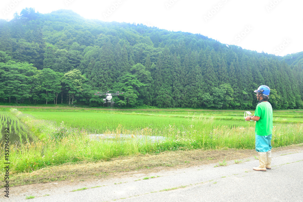 Fototapeta premium 水田にドローンで農薬散布