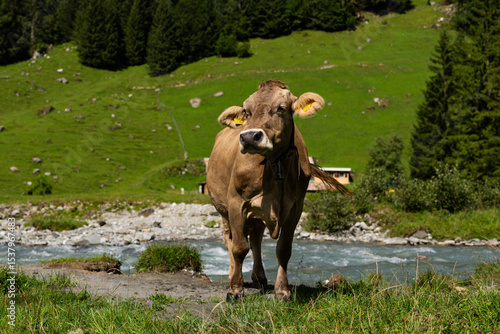 Wallpaper Mural Cow grazing in a green pasture. Herd of cattle in grassland. Alpine meadows with grazing cow. Farmland with cow livestock. Grassy fields filled with cow. Grazing bovine. Cattle ranch. Torontodigital.ca