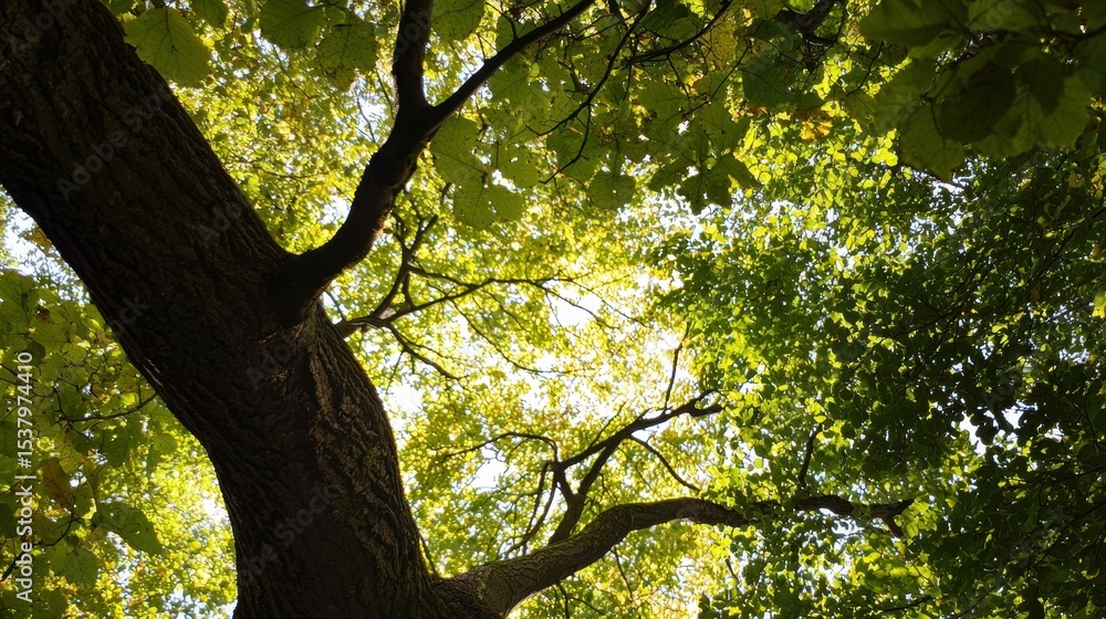 Naklejka premium Looking Up Through Green Tree Canopy with Bright Sunlight Creating Contrast with Trunk and Branches
