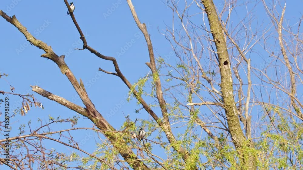 Romantic aerial scenes featuring purple martins in slow motion. Romantic aerial scenes featuring purple martins in slow motion.