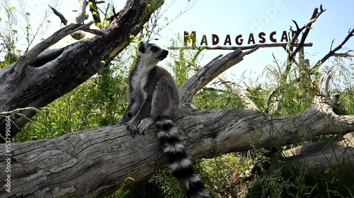 Cute Lemur Catta Family Plays Near the Iconic Baobab Tree in Madagascar While Showcasing Adorable Antics in Super Slow Motion