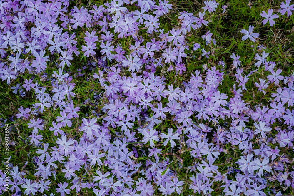 Obraz premium A stunning array of purple flowers blankets the ground in full bloom