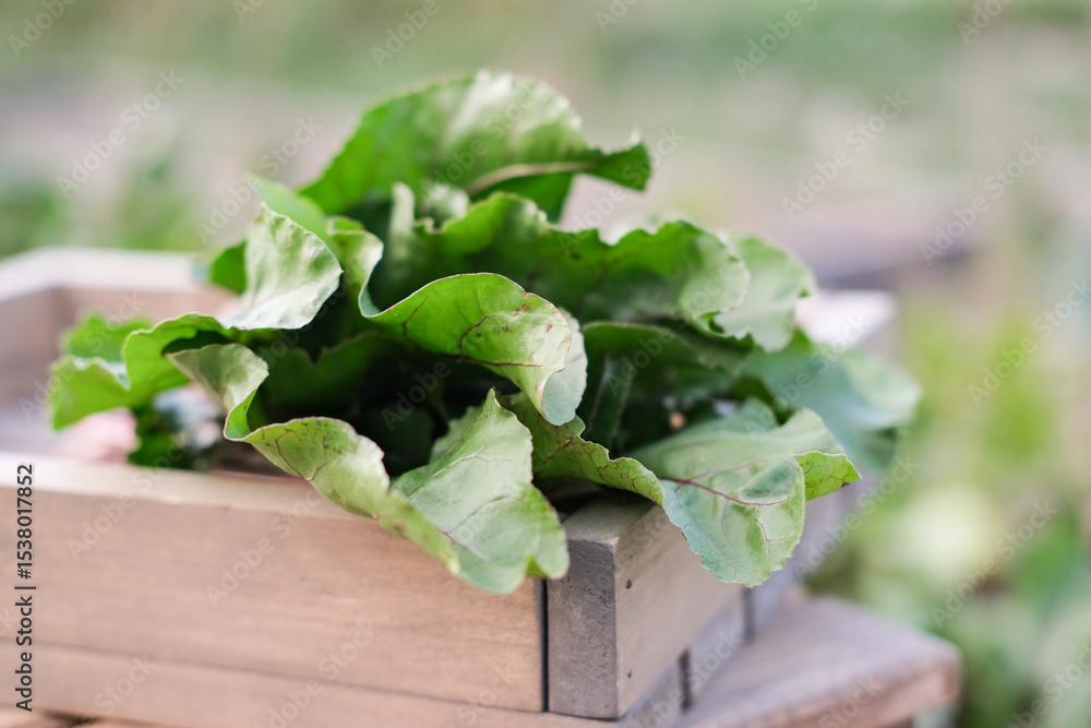 Bundle of fresh healthy green beetroot leaves resting in rustic wooden crate, set outdoors Bundle of fresh healthy green beetroot leaves resting in rustic wooden crate, set outdoors