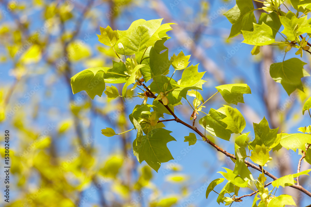 A tree with green leaves is in the sunlight A tree with green leaves is in the sunlight