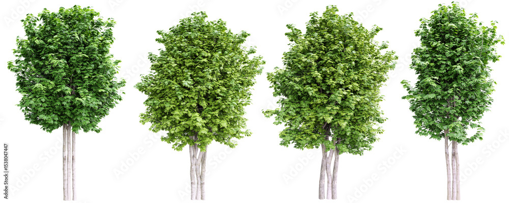 Fototapeta premium Green maple trees isolated on transparent background.3d rendering