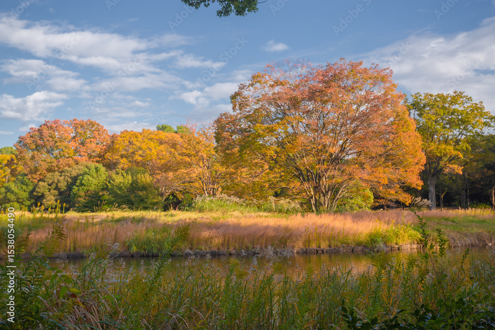 Fototapeta premium Showa Kinen Park in Tokyo's Tachikawa area is so large that it would take an entire day to explore it all. It is best known for its many flowers that bloom throughout the year