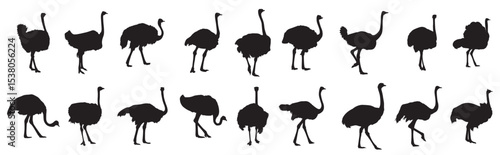  ostrich bird silhouettes set