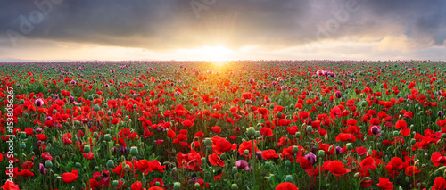 Fototapeta Naklejka Na Ścianę i Meble -  Purple poppy field at sunset with sun, rural landscpae
