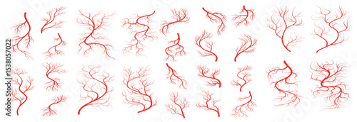 red veins human anatomy blood artery collection