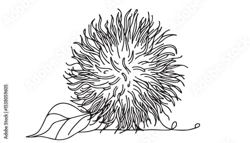 Continuous one single minimal line drawing Rambutan