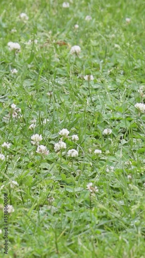 Exploring a lush grassy garden with clover and delicate white flowers in a vibrant natural setting Exploring a lush grassy garden with clover and delicate white flowers in a vibrant natural setting
