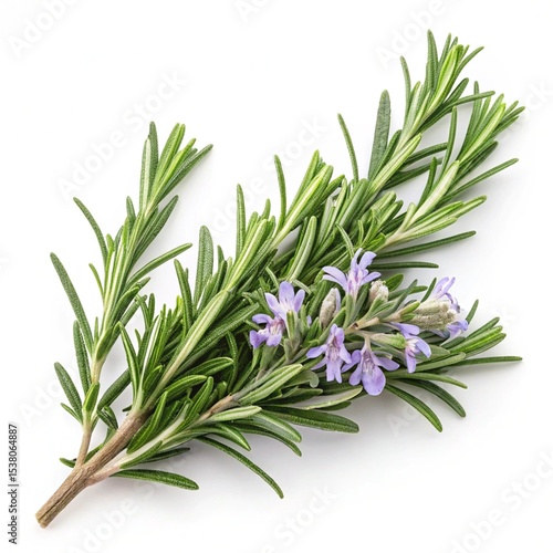 bunch of fresh rosemary.