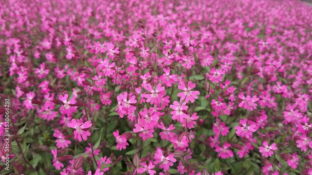 Meadow with beautiful wildflowers of Red Champion or Catchfly flowers swaying in the wind at springtime Meadow with beautiful wildflowers of Red Champion or Catchfly flowers swaying in the wind at springtime