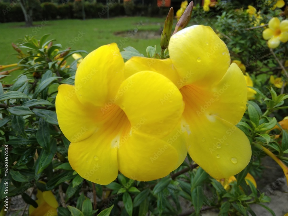 Alamanda flower is the common name for the flowering plant from the Allamanda genus, which originates from South America, particularly Brazil. It also knowns as Golden trumpet, Yellow bell. Alamanda flower is the common name for the flowering plant from the Allamanda genus, which originates from South America, particularly Brazil. It also knowns as Golden trumpet, Yellow bell.