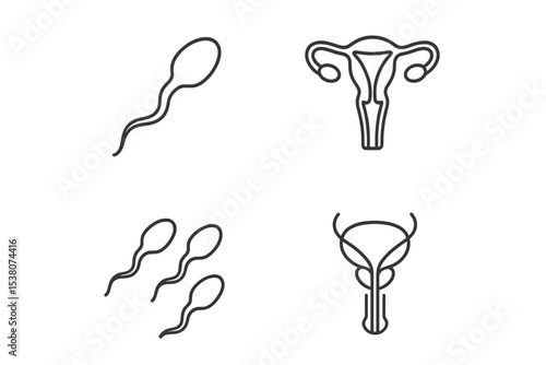 Illustration displaying human reproductive cells and organs with clear line art representation